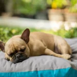 best dog bedsuk