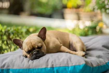 best dog bedsuk