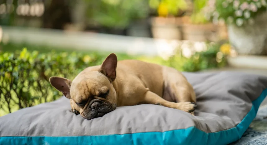 best dog bedsuk