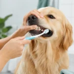 dog dental care guide uk 2026