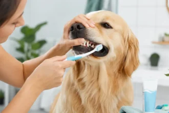 dog dental care guide uk 2026