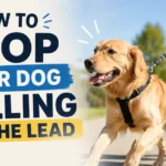 how to stop your dog pulling on the lead