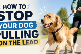 how to stop your dog pulling on the lead