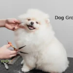 dog grooming cost in the uk 2026