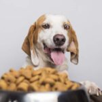 anti inflammatory foods for dogs