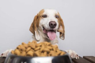 anti inflammatory foods for dogs