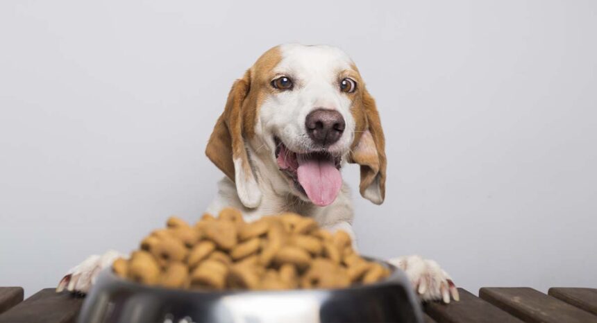 anti inflammatory foods for dogs