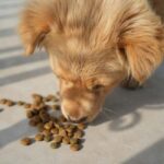 Best Budget Dog Food UK