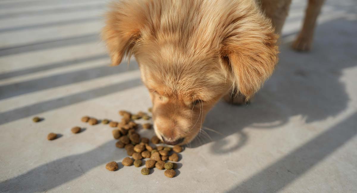 Best Budget Dog Food UK