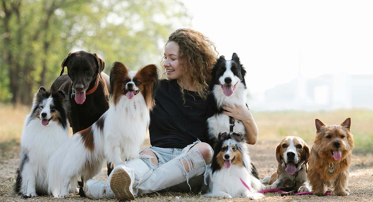 Best Dog Food UK