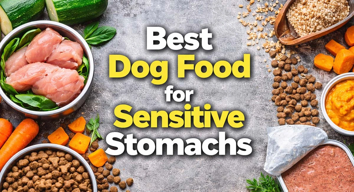 Best Dog Food for Sensitive Stomachs