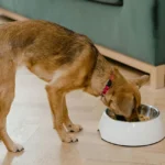Best Senior Dog Food