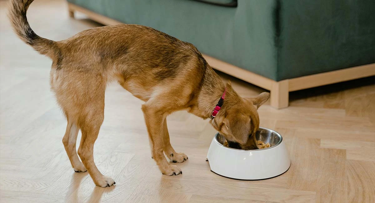 Best Senior Dog Food