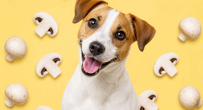Happy dog with mushrooms in pattern