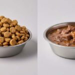 dry dog food vs wet