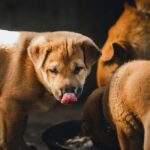 Foods You Should Never Feed Your Puppy 150x150