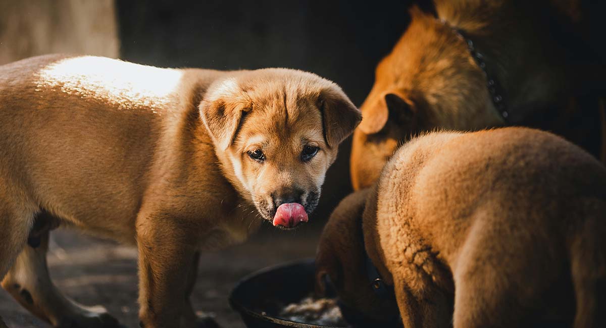 Foods You Should Never Feed Your Puppy
