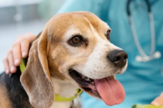 probiotics for dogs