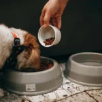 Best Puppy Food UK