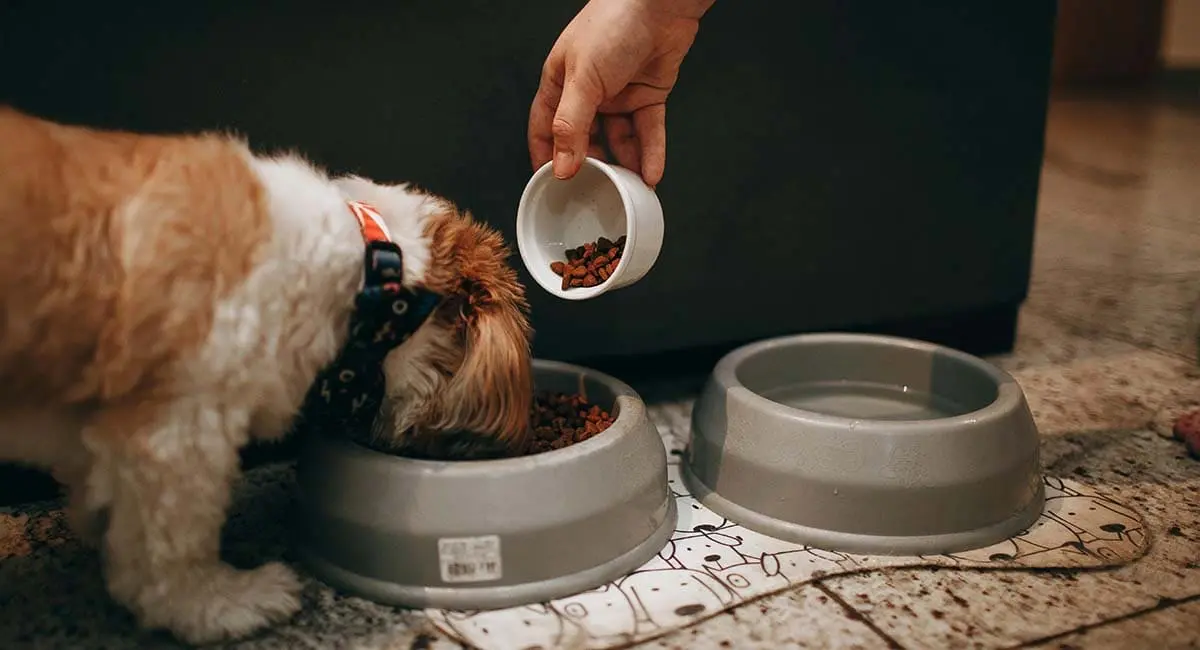 Best Puppy Food UK