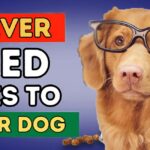 What Food to Never Feed Your Dog