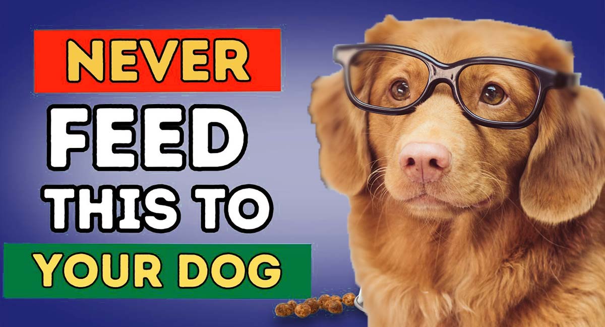 What Food to Never Feed Your Dog