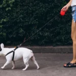 best dog harness