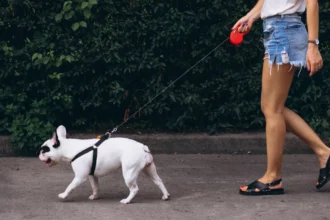 best dog harness