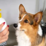 best dog shampoo uk 2026