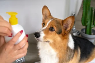 best dog shampoo uk 2026