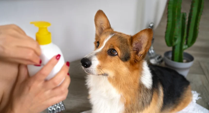 best dog shampoo uk 2026