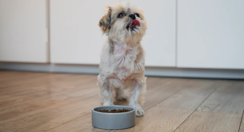 best dry puppy food dry kibbles