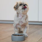 best dry puppy food dry kibbles