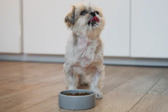 best dry puppy food dry kibbles