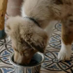 best high protein dog foods in 2026