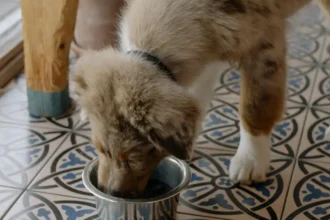 best high protein dog foods in 2026