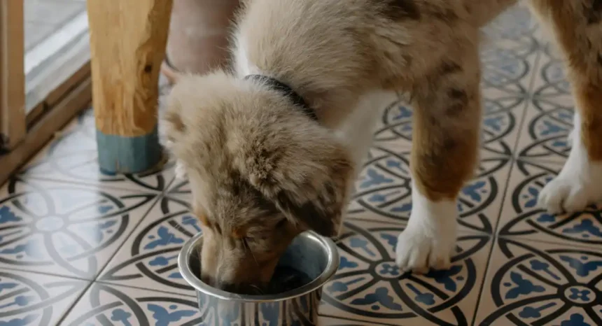 best high protein dog foods in 2026