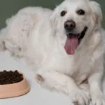 best high protein dry dog food uk