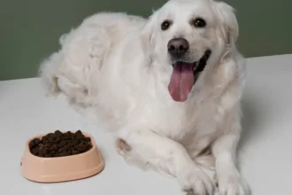 best high protein dry dog food uk