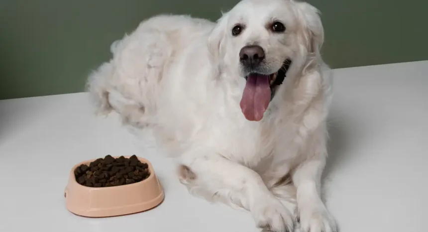 best high protein dry dog food uk
