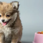 best puppy food for sensitive stomachs
