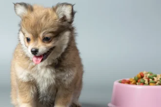 best puppy food for sensitive stomachs