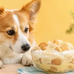 can dogs eat banana pudding