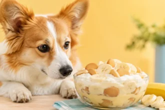 can dogs eat banana pudding