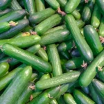 can dogs eat cucumber safely