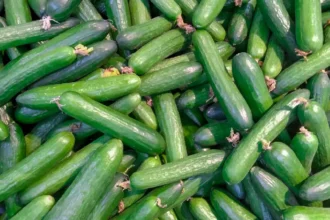 can dogs eat cucumber safely