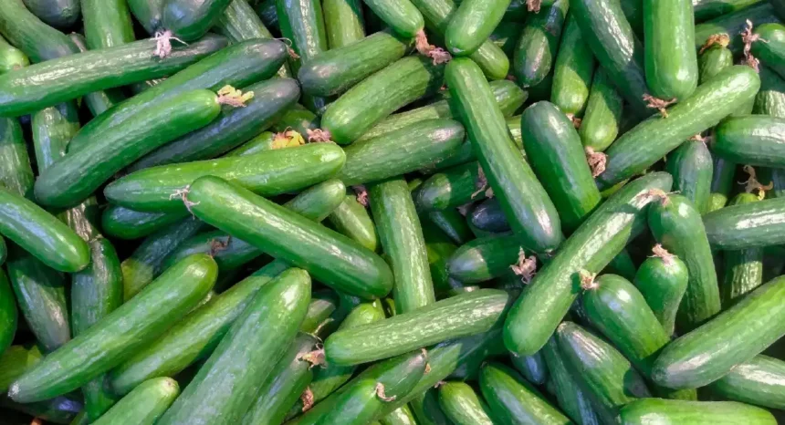 can dogs eat cucumber safely