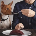 can dogs eat meat for a high protein natural diet