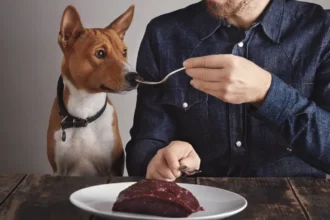 can dogs eat meat for a high protein natural diet