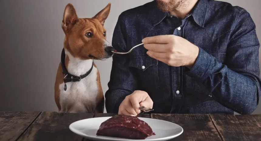 can dogs eat meat for a high protein natural diet